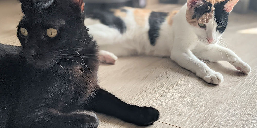 Katzen