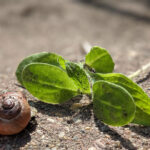 Unser #WIB am 03./04.07.2021 – Augen, Obst und Schildkröte