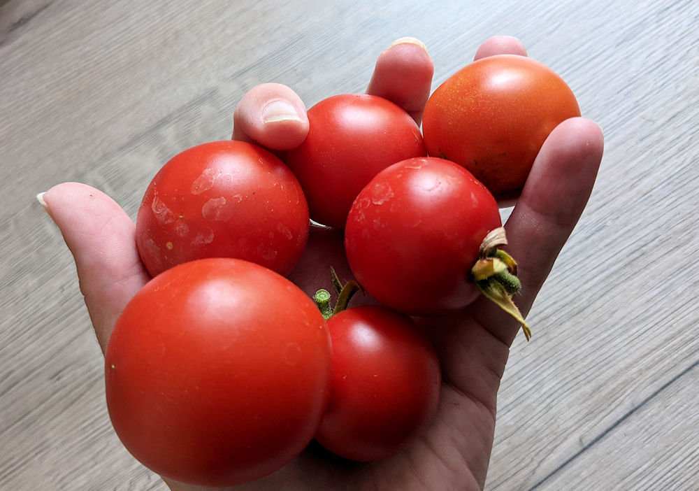 Tomatenernte