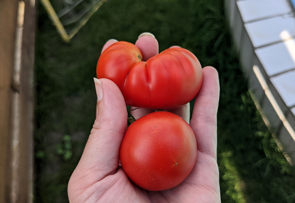 Tomatenernte