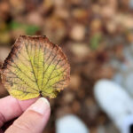 Wochenlieblinge 36/2021 – Haare, Fototermin und Herbstglühen