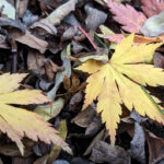 Unsere Wochenlieblinge 47/2021 – Mach’s gut Herbst…
