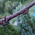 Unser #WIB am 27./28.11.2021 – Regen, glitzerndes Eis und 1. Advent
