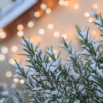 Unsere Wochenlieblinge 50/2021 – WOW! Es hat geschneit!
