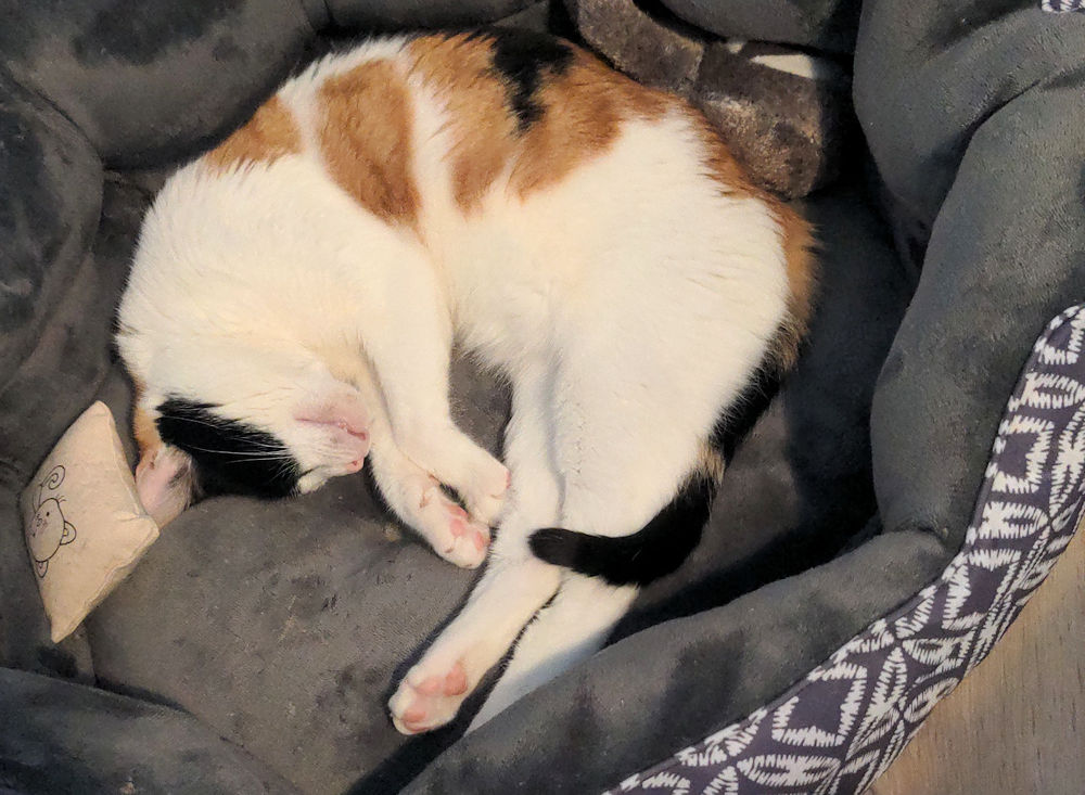 Katzenkontent
