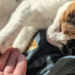Unser #WIB am 05./06.03.2022 – Kuschelkatzenwochenende