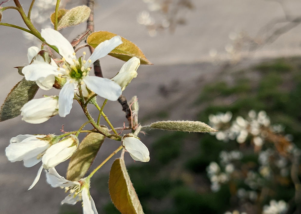 Frühling