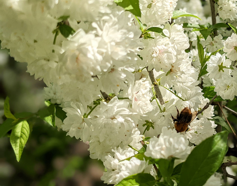 Frühling