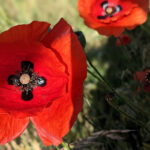 Unsere Wochenlieblinge 23/2022 – Mohnblumenzeit