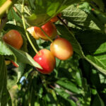 Unser #WIB am 18./19.06.2022 – Sommerhitze und feuriger Besuch