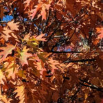 Unsere Wochenlieblinge 40/2022 – Herbstleuchten vom Feinsten