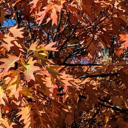 Herbst