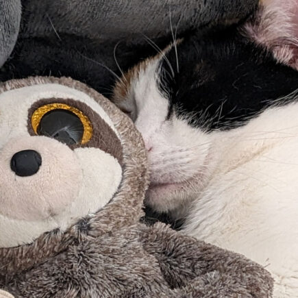 Katze