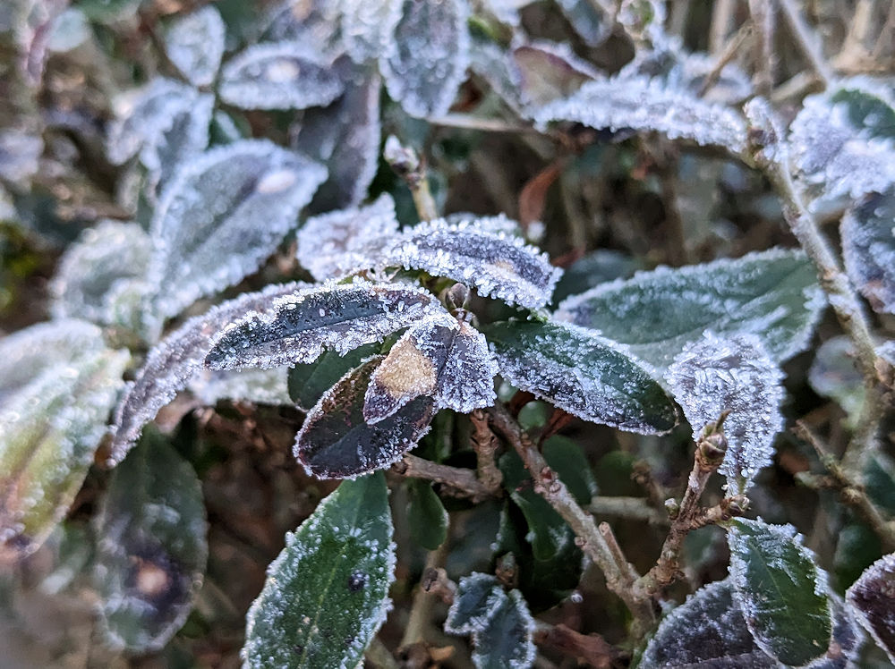 Frost