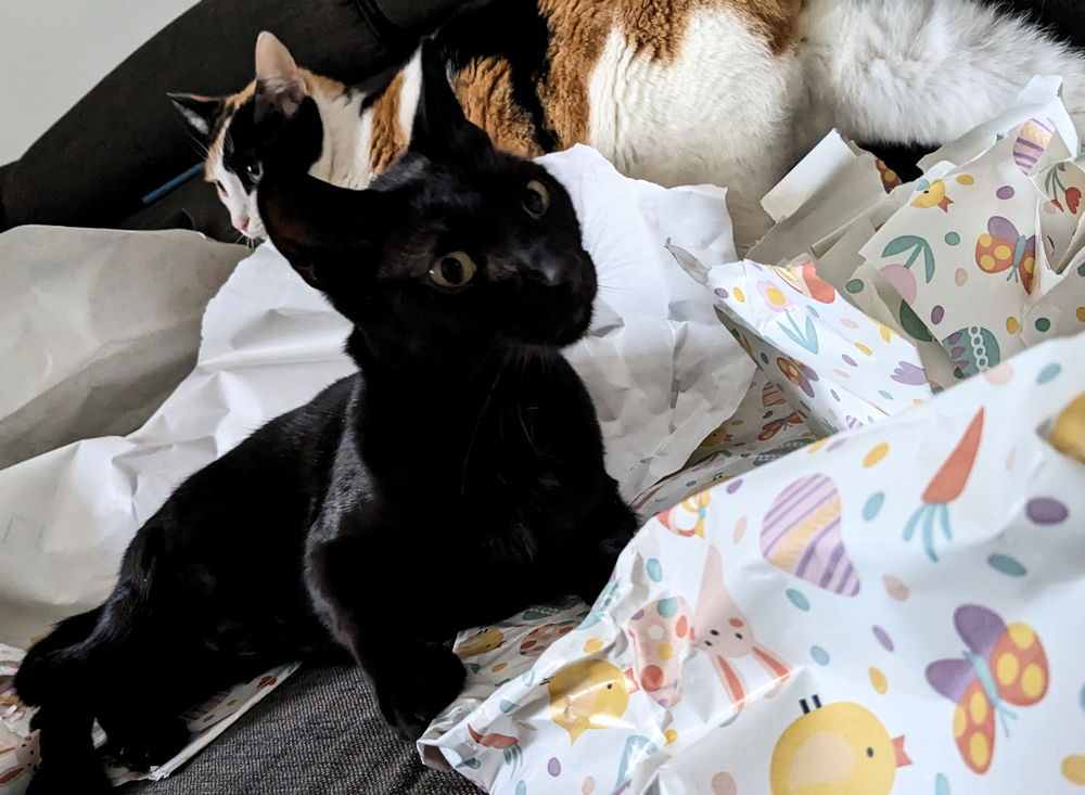 Katzen
