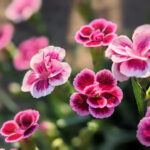 Unsere Wochenlieblinge 21/2023 – Wenn alles anders kommt und Garten!