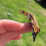 Unser #WIB am 13./14.05.2023 – Schmetterlinge fliegen lassen…