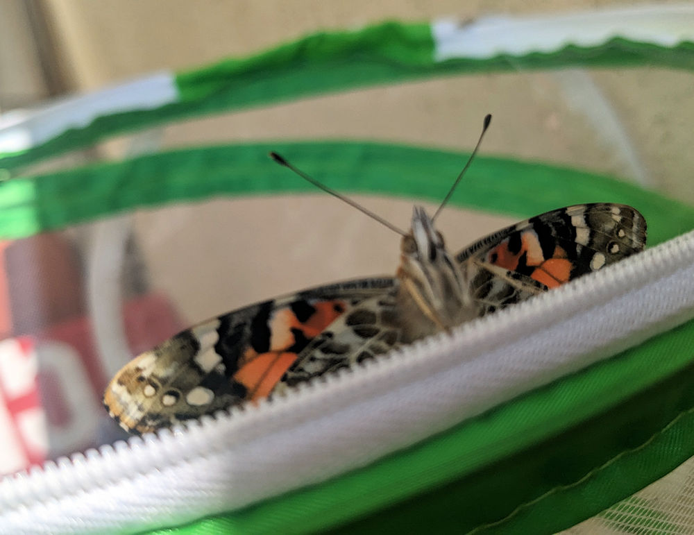 Schmetterling