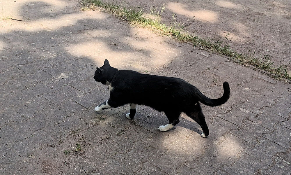 Katze