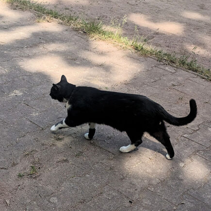 Katze
