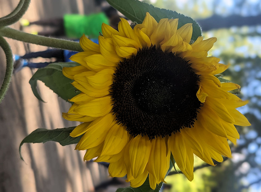 Sonnenblume