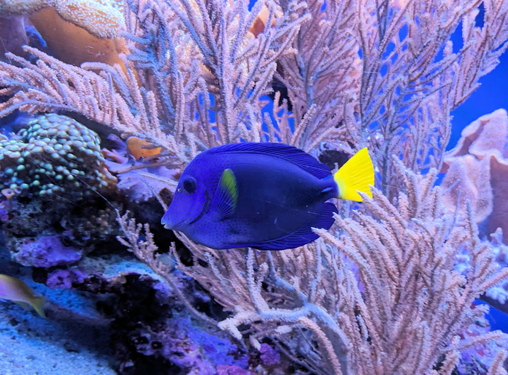 Dori