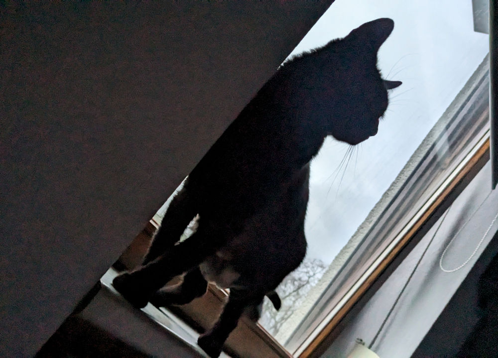 Katze