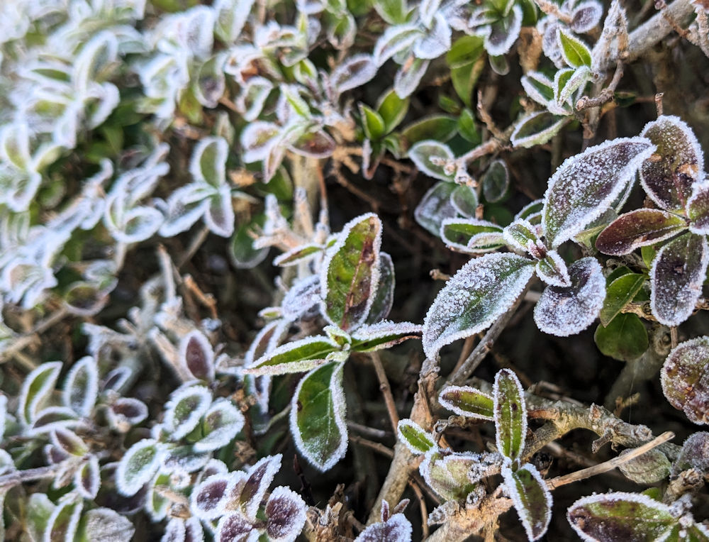 Frost