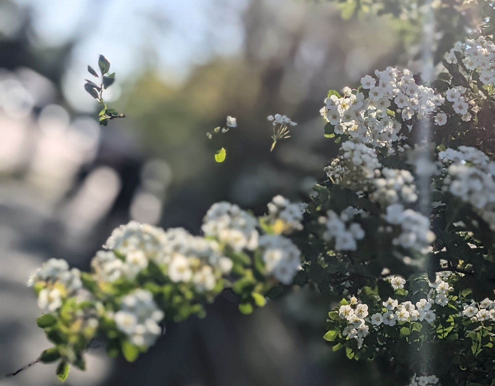 Sonne