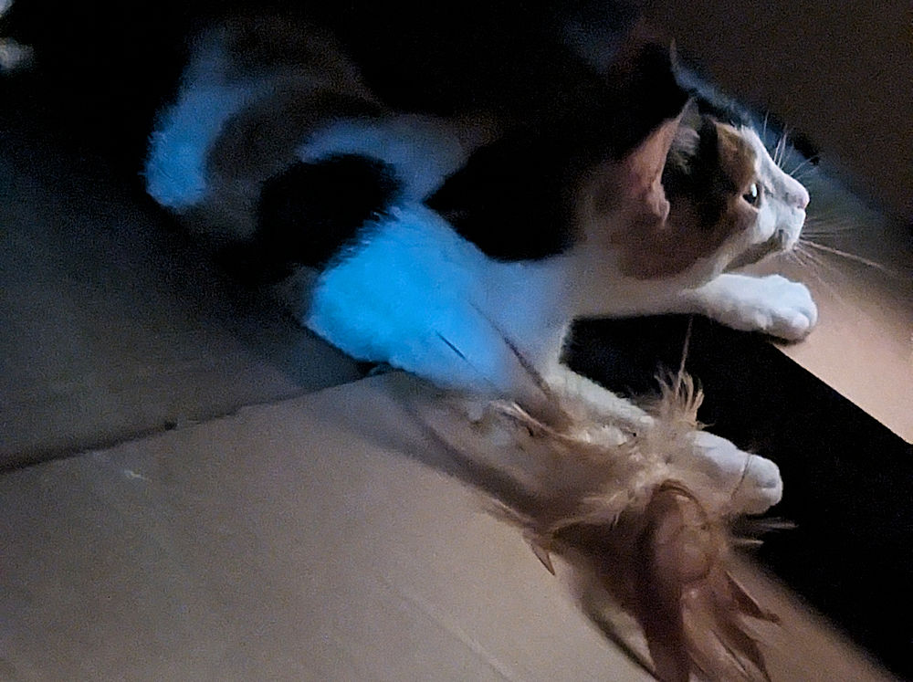 Katzen