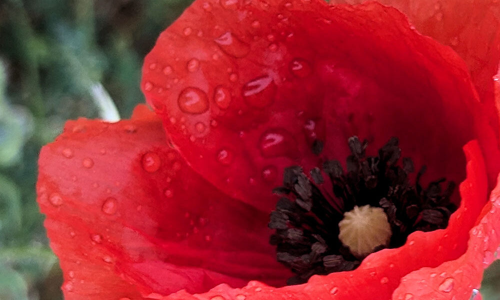 Mohnblumen