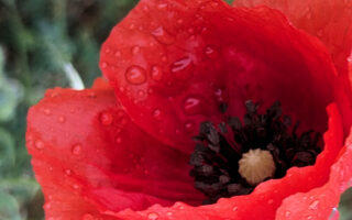 Mohnblumen