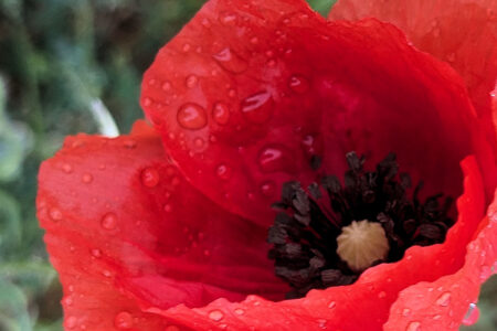 Mohnblumen