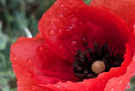 Mohnblumen