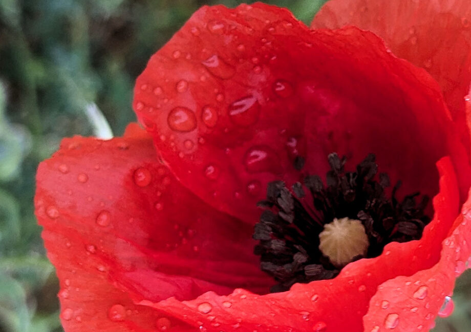 Mohnblumen