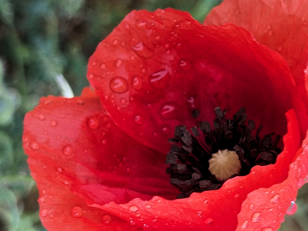 Mohnblumen