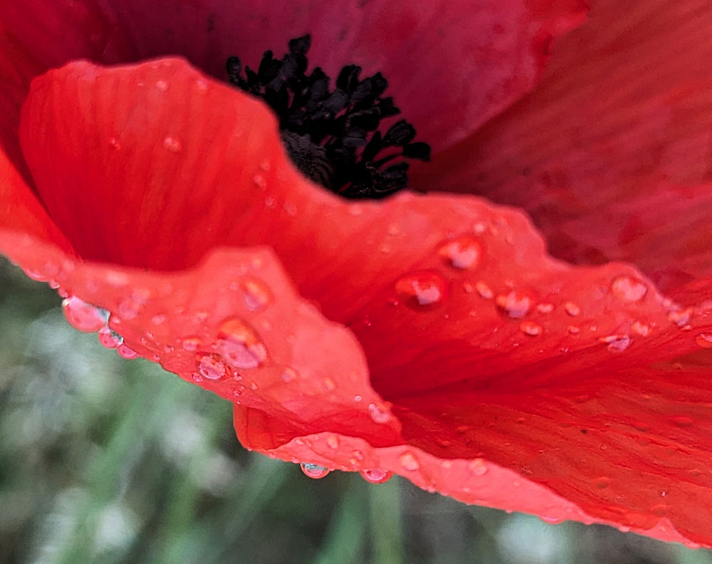 Mohnblumen