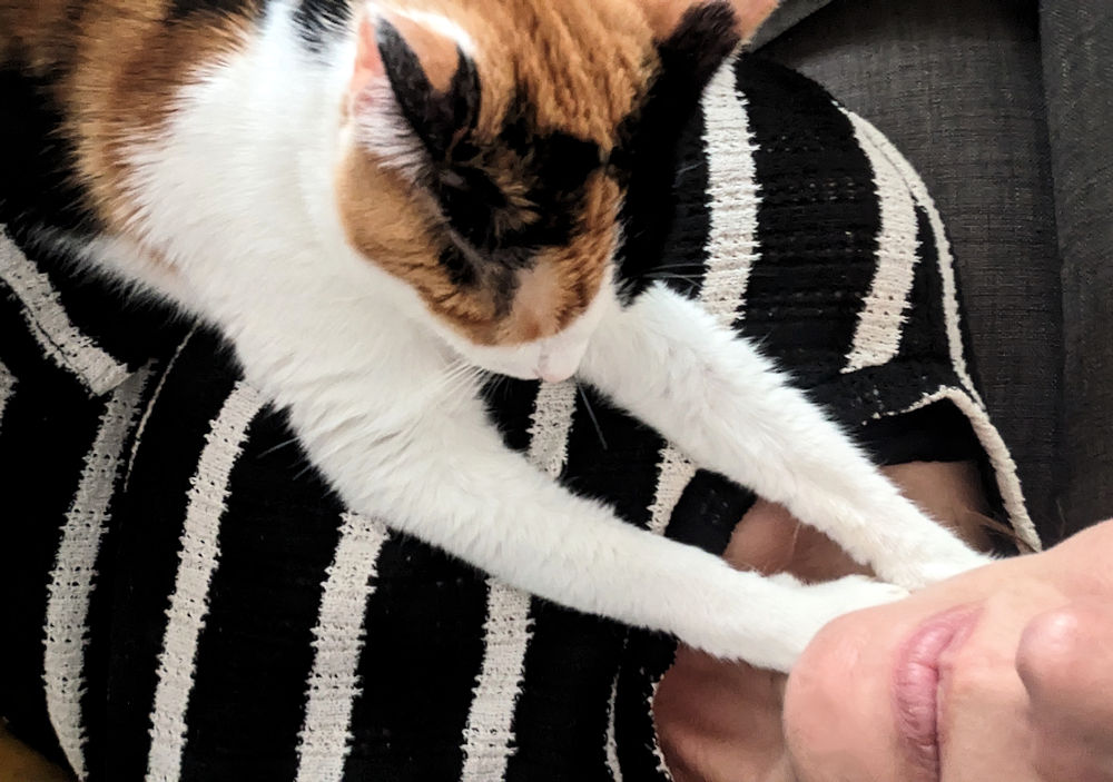 Katze