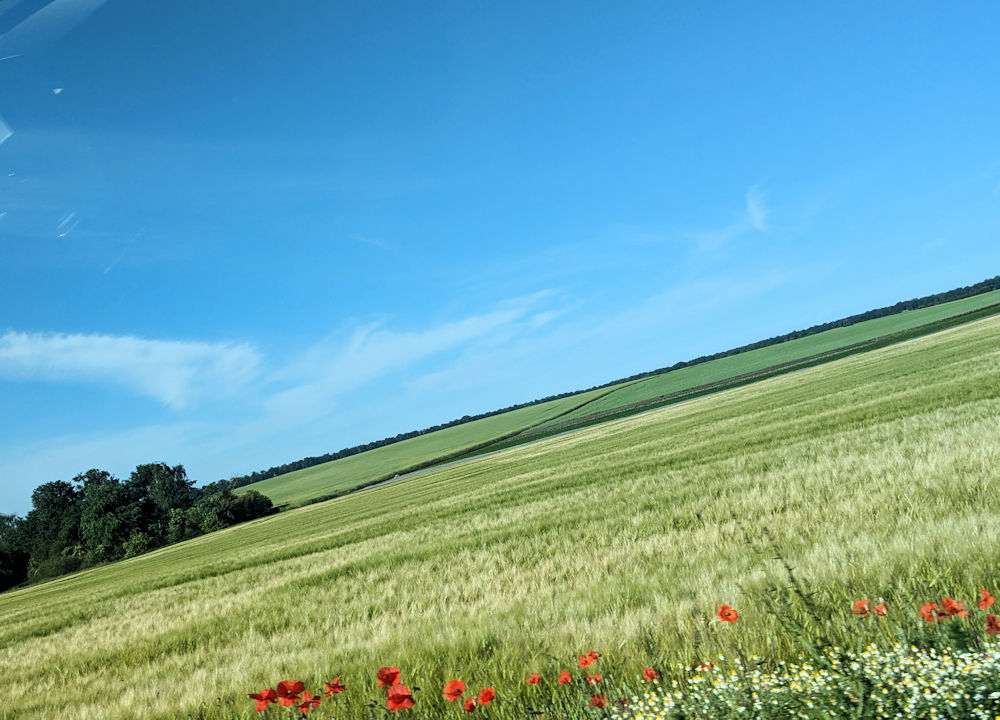Mohnblumen