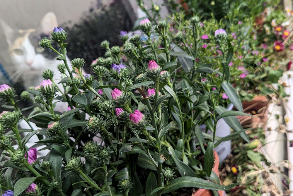 Blumen