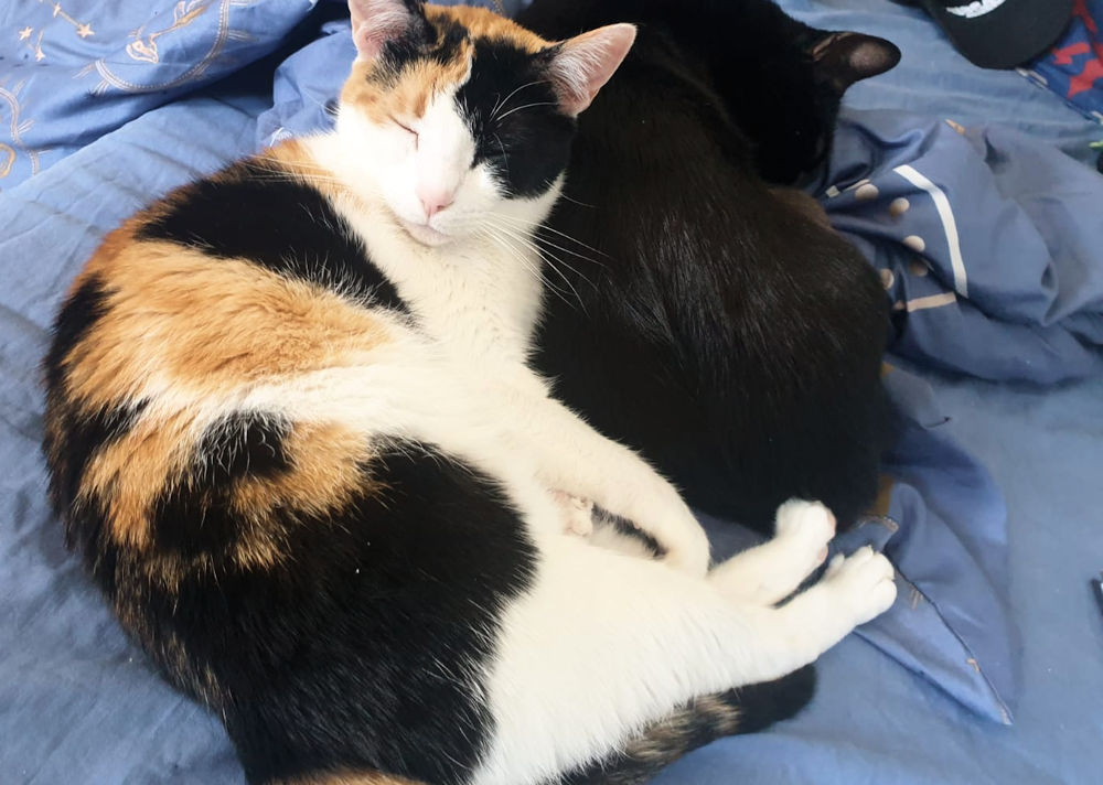 Katzen