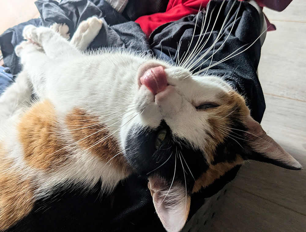 Katze