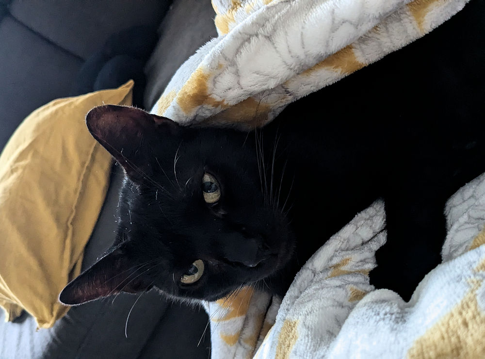 Katze