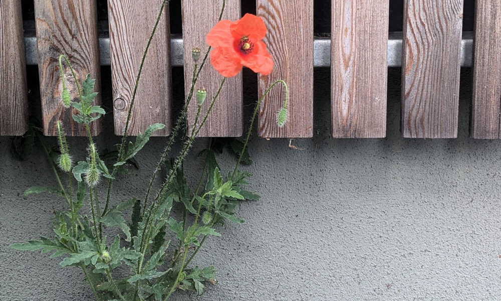 Wochenlieblinge