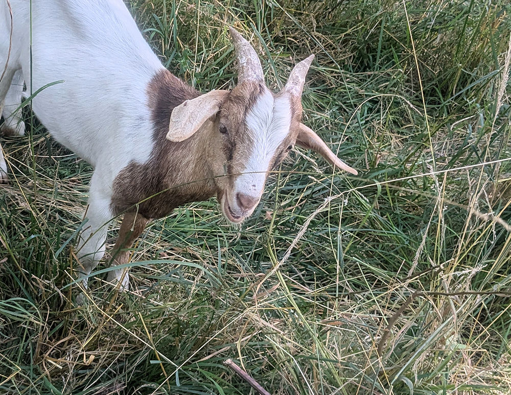 Ziege