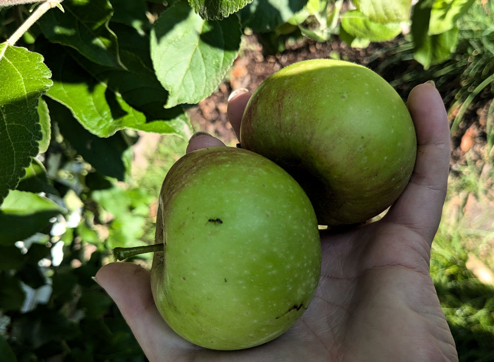 Apfelbaum