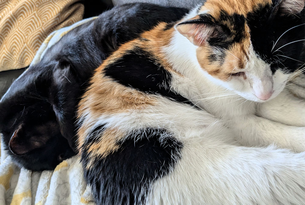 Katzen