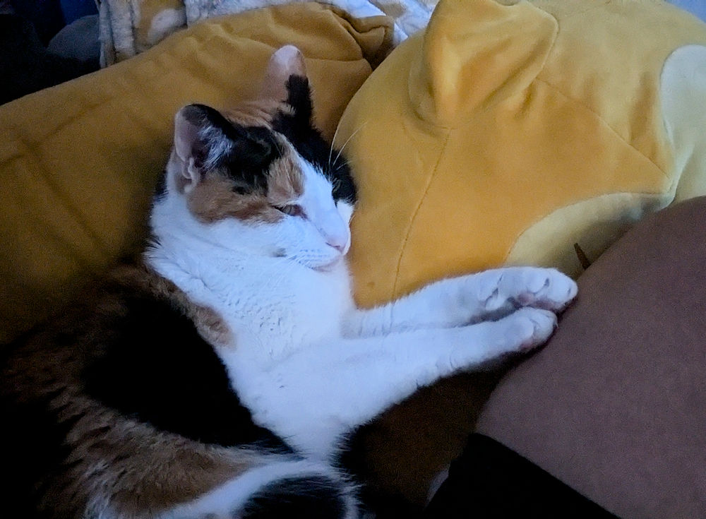 Katze