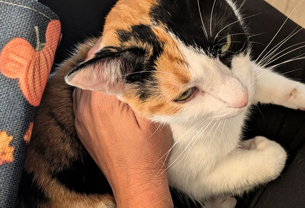 Katze