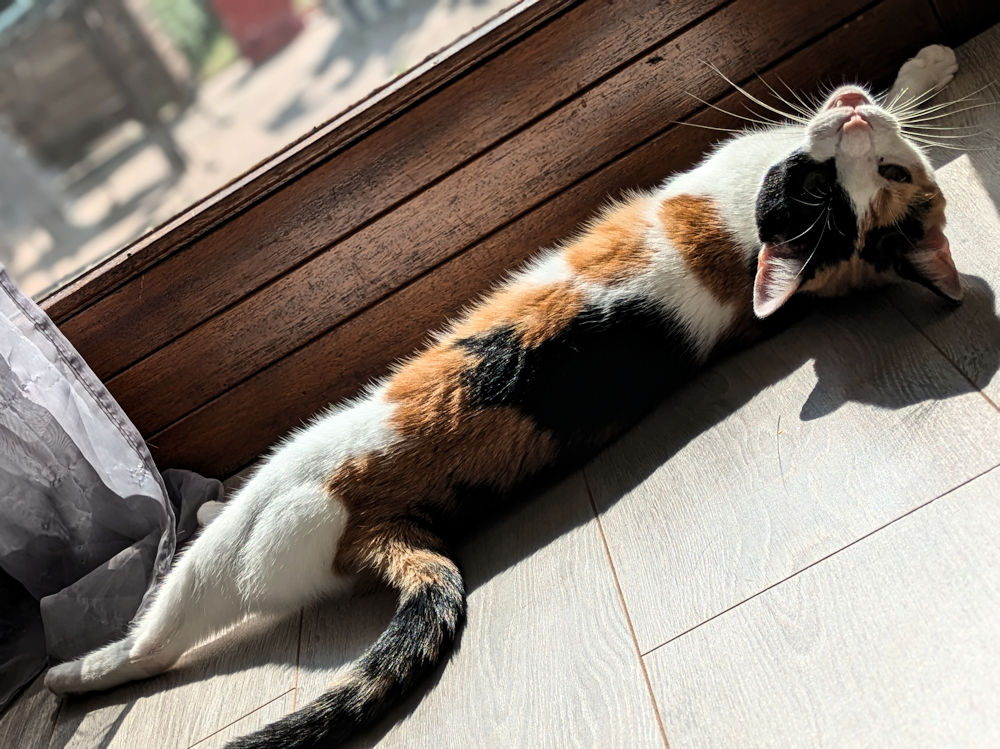 Katze